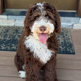 Solee - Bernedoodle