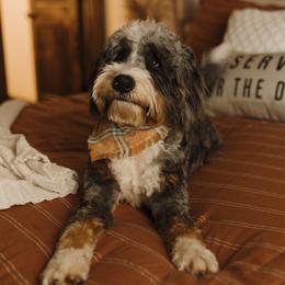 Oliver - Bernedoodle