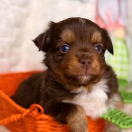 Zinna - Red tri female Miniature Australian Shepherd puppy in Buchanan, Georgia from Stanleyville Farm Mini Aussies