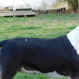 Bull Terriers from Requiem Bull Terriers