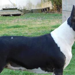Bull Terriers from Requiem Bull Terriers