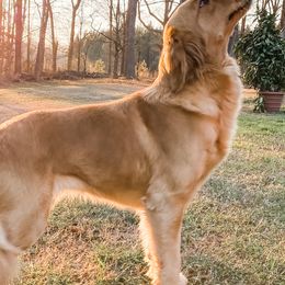 Goldendoodles and Poodles from Southern Standard Poodles and Doodles