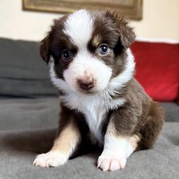 Ginger (ASDR and AKC) - Red tri female Miniature Australian Shepherd puppy in Stockton, Missouri from Kizmit Farmz