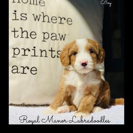 Boy 2 - Red male Australian Labradoodle puppy in Florence, New Jersey from Royal Manor Labradoodles