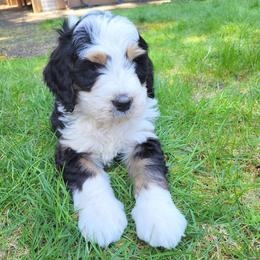 Bernedoodle and Bernese Mountain Dog Puppies from NW Bernedoodles of Washington