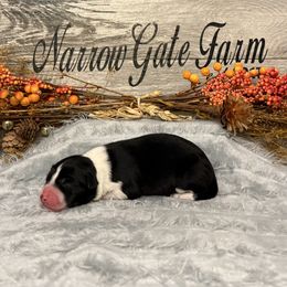 Boy 1 - Black and white male Border Collie puppy in Moody, Texas from Narrow Gate Farm