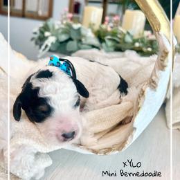 XYLO - Black and white male Bernedoodle puppy in Houston, Texas from Pia’s Doodle Poodle Wag