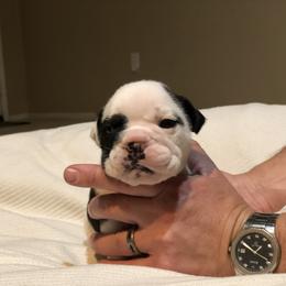 English Bulldog Puppies from Ruza's Bulldogs