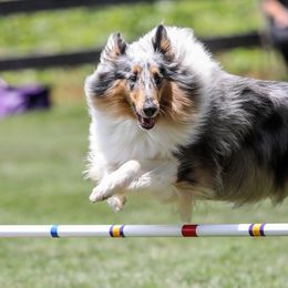 Collies from Grace Mountain Collies