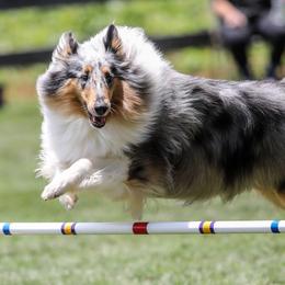 Collies from Grace Mountain Collies