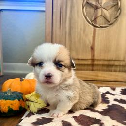 Boy 2 - Red male Pembroke Welsh Corgi puppy in Johnson City, Texas from McCall Creek Corgis