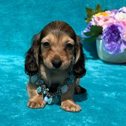 Astro - Cream male Dachshund puppy in Lincoln, Arkansas from Red Dirt Dachshunds