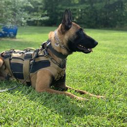 Titus - Belgian Malinois