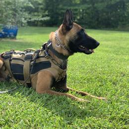Titus - Belgian Malinois