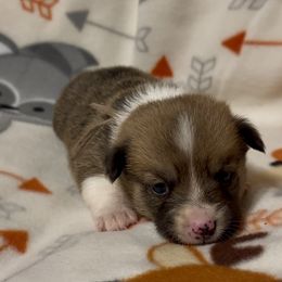 Purple collar female - Fawn female Pembroke Welsh Corgi puppy in Oxford, Pennsylvania from K&S Quality Pembroke Welsh Corgi’s