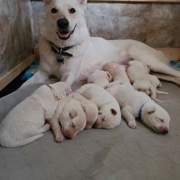 German Shepherd Puppies from Arctic Argonauts