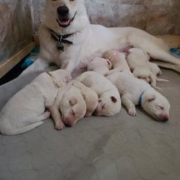 German Shepherd Puppies from Arctic Argonauts