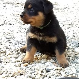 Rottweiler Puppies from Gateway Rottweilers