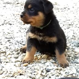 Rottweiler Puppies from Gateway Rottweilers