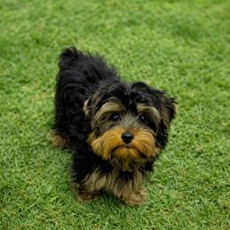 Turbo- 3500 - Black and tan male Yorkshire Terrier puppy in Surprise, Arizona from Luxury Pups AZ