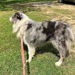 Blue - Border Collie
