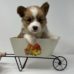 Butterscotch (fluffy) - Sable male Pembroke Welsh Corgi puppy in Waco, Texas from The Comma Corgis