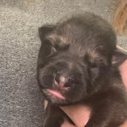 Teal collar - Sable male German Shepherd puppy in Canterbury, Connecticut from Nachtwaechter German Shepherds, LLC