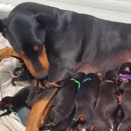 Doberman Pinscher Puppies from Gambler Dobermans