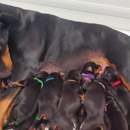 Doberman Pinscher Puppies from Gambler Dobermans