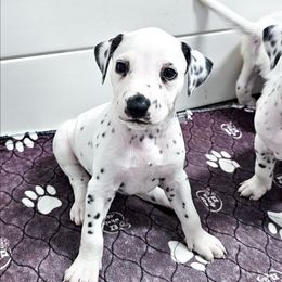 Shanti - White and black female Dalmatian puppy in Gray, Georgia from Fuller Spots