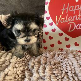 Linda - Black & tan tri-color female Morkie puppy in Taylorsville, North Carolina from Mountain Top Hot Tailz