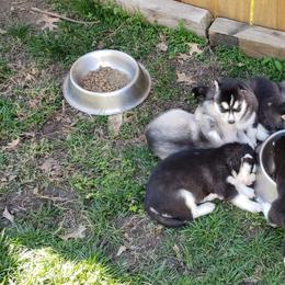 Siberian Husky Puppies from Addicted to the husky life