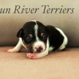 Black Tri 2 - Black tan and white male Rat Terrier puppy in Allegan, Michigan from Gun River Terriers