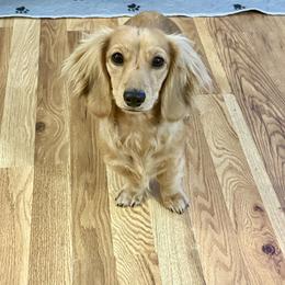 Stormi - Dachshund