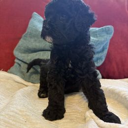 Boy 2 - Black male Goldendoodle puppy in Holly, Colorado from Vida’s Loving Doodles