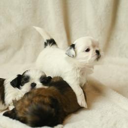 Shih Tzu Puppies from Good Lil Shih Tzu