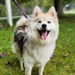 Nora - Pomsky