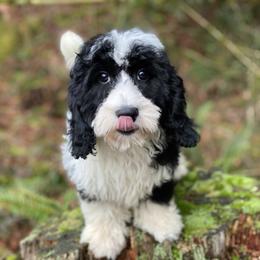Bennett - Black and white male Cavapoo puppy in Bellingham, Washington from My Sweet Poodles and Doodles