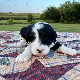 Boot Scootin' - Black and white female Sheepadoodle puppy in Adams, Nebraska from Boxcar Doodles and Poodles