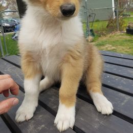 "siren" Collie Puppies from Katrina's Collies