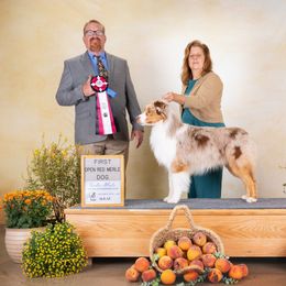 Australian Shepherd Puppies from Cu2 Aussies