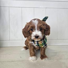 Dill-yellow - Apricot male Goldendoodle puppy in South Jordan, Utah from Lucky Doodle Pups