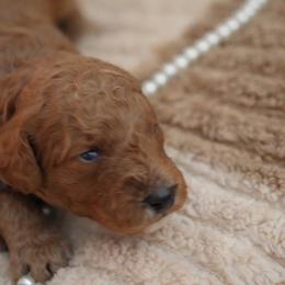 Tony - Red  male Goldendoodle puppy in Naples, Florida from Goldendoodles Of Naples,INC