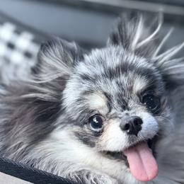 Pomeranians from Polina's Poms