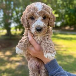 Sandy - Apricot female Goldendoodle puppy in Kenansville, North Carolina from J+A Family Doodles