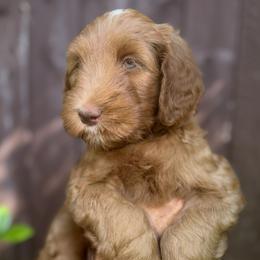 Roe's Red Boy - Red  male Goldendoodle puppy in Brea, California from River Doodles
