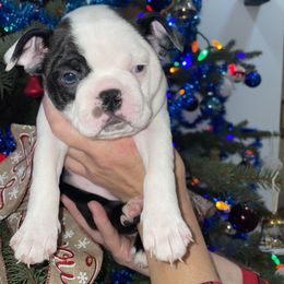 Boston Terrier Puppies from BT Woof Pack