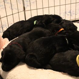 Golden Retriever and Labrador Retriever Puppies from Trenlock Kennels