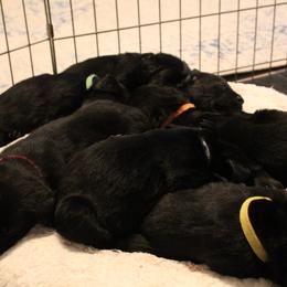 Golden Retriever and Labrador Retriever Puppies from Trenlock Kennels