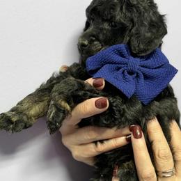 Blue boy - Phantom male Poodle puppy in Edgerton, Wisconsin from ERSA Acres Golden Retrievers...limited registration only offered, AKC Moyen and Miniature Poodles